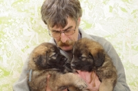 Picture of Honey with Black Mask, 6 week old Leonberger puppy, being held by a man