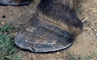 Picture of hoof with new shoe