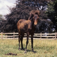 Picture of hopstone banafsheh, caspian pony foal at hopstone stud, front view 