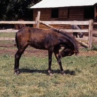 Picture of hopstone banafsheh, caspian pony foal at hopstone stud, 