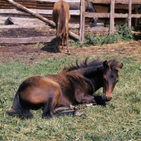 Picture of hopstone banafsheh, caspian pony foal at hopstone stud, lying down