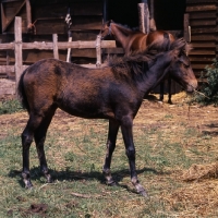 Picture of hopstone banafsheh, caspian pony foal at hopstone stud, eating
