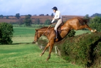 Picture of hores and rider landing in a team chase, team cross country, 