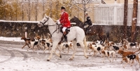 Picture of Horse and dogs ready to hunt
