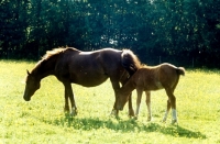 Picture of horse and foal in field