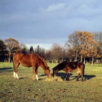 Picture of horse and pony eating hay in winter