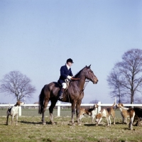 Picture of horse and rider at drag hunt with foxhounds