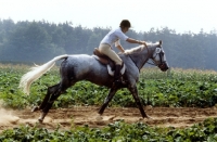 Picture of horse and rider at luhmuhlen horse trials, cross country