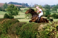 Picture of horse and rider in team cross country, team chase