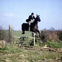Picture of horse and rider jumping gate at drag hunt