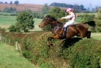 Picture of horse and rider jumping hedge in team cross country, team chase 