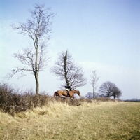 Picture of horse and rider jumping hedge at drag hunt