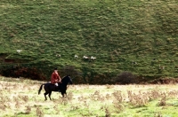 Picture of horse and rider on exmoor with exmoor foxhounds