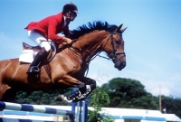 Picture of horse and rider show jumping