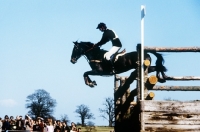 Picture of horse and rider take the normandy bank at badminton  horse trials1980, cross country, may be Mark Todd 