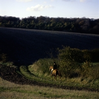 Picture of horse and rider walking home in evening light