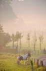 Picture of horse at dawn
