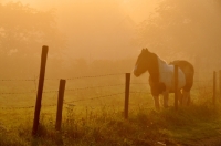 Picture of horse at dawn