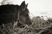 Picture of horse eating hay