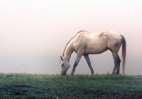 Picture of horse grazing in misty morning