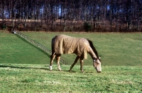 Picture of horse grazing wearing a new zealand rug