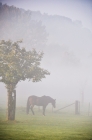 Picture of horse in field on a misty morning 