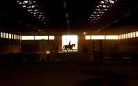 Picture of horse in riding school