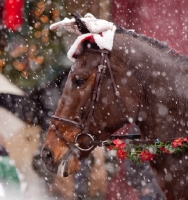 Picture of horse in snow