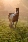 Picture of horse in sunrise