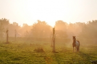 Picture of horse in sunrise