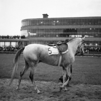 Picture of horse in the paddock at warsaw racecourse