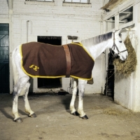 Picture of horse indoors wearing a day rug