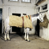 Picture of horse indoors wearing a night rug with under blanket
