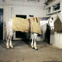 Picture of horse indoors wearing a night rug with under blanket
