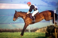 Picture of horse jumping at novice horse trials, wendover 82