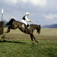 Picture of horse landing after jumping in oxford university point to point
