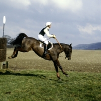 Picture of horse landing after jumping in oxford university point to point
