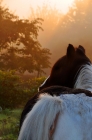 Picture of horse looking out into morning sunrise