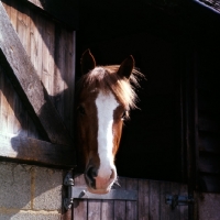 Picture of horse looking out of stable door