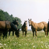 Picture of horse mares having a meeting, breed to be indentified