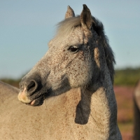 Picture of horse portrait