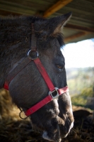 Picture of horse profile