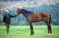 Picture of horse showing blanket clip
