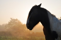 Picture of horse silhouette 
