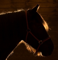 Picture of horse silhouette