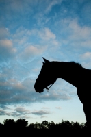 Picture of horse silhouette