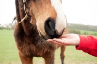 Picture of Horse sniffing owner's hand