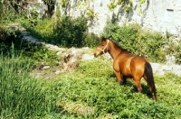 Picture of horse standing amongst greenery, breed unknown)