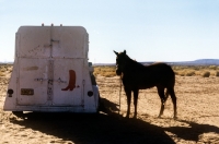 Picture of horse standing beside horse box at indian rodeo, south west usa