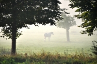 Picture of Horse standing in misty field